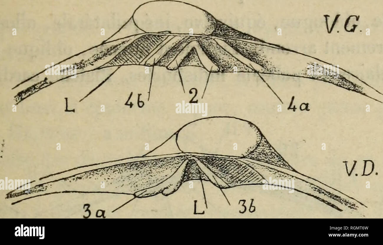 . Bulletin du MuseÌum d'histoire naturelle. Historia natural.   311 je ne connais aucun Lamellibranche dont onu stade embryonnaire quedan à tipo ce. Famille MACTRIDÃS? Género Cyamiomactra nov. gen. 2. Problematica Cyamiomactra sp. nov. Coquille petite, équivalve, inéquilatérale, de forme à celle des Mactres analógicos. Ligamento interne mais très oblicuo, presque marginal. Im- pressions musculaires peu marqués; impresión palle'ale peu distincte, probablement entière.. Fig. 2.  Cyamiomactra problematica n. sp. Grossi 20 fois la válvula gauche.  En avant du ligamento : i° une dent centrale ( Foto de stock