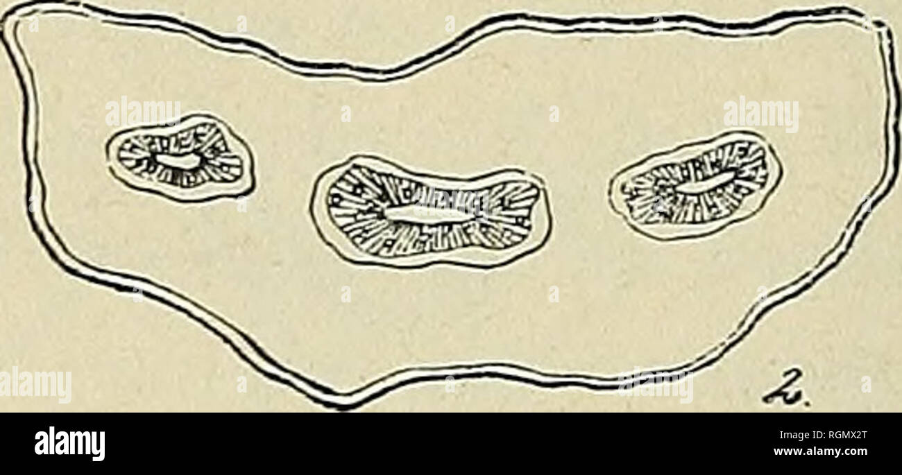 . Bulletin de l'Herbier Boissier. Las plantas. . Por favor tenga en cuenta que estas imágenes son extraídas de la página escaneada imágenes que podrían haber sido mejoradas digitalmente para mejorar la legibilidad, la coloración y el aspecto de estas ilustraciones pueden no parecerse perfectamente a la obra original. Herbier Boissier. Genève : Impr. Romet Foto de stock