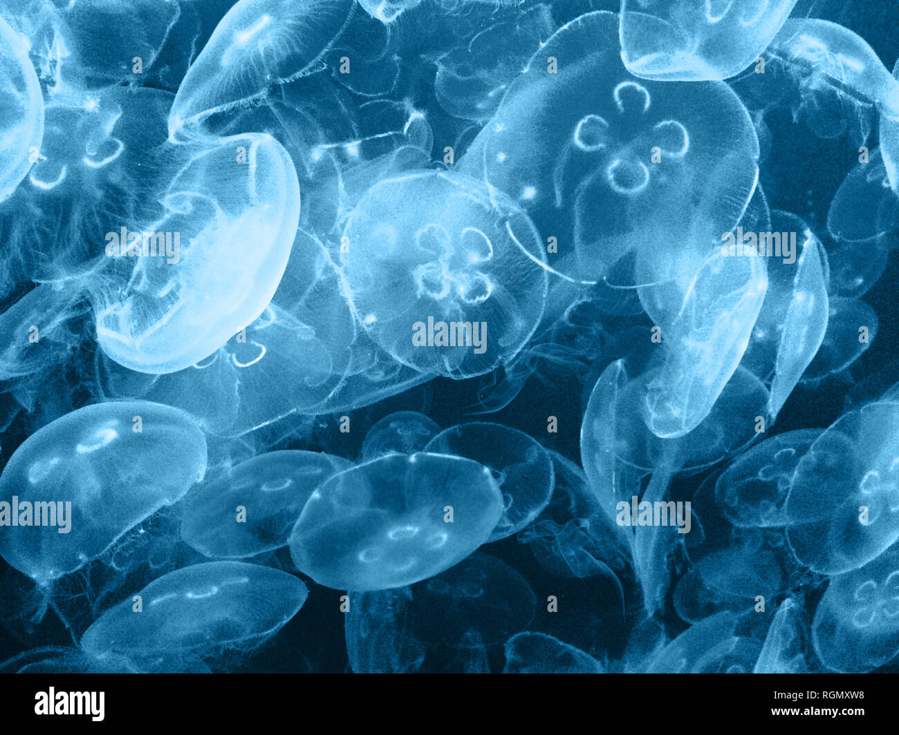 Un grupo de fluorescente translúcido medusas en el agua oscura. Adecuado como un fondo o una impresión fotográfica. Las medusas (también conocido como mar o jaleas je Foto de stock