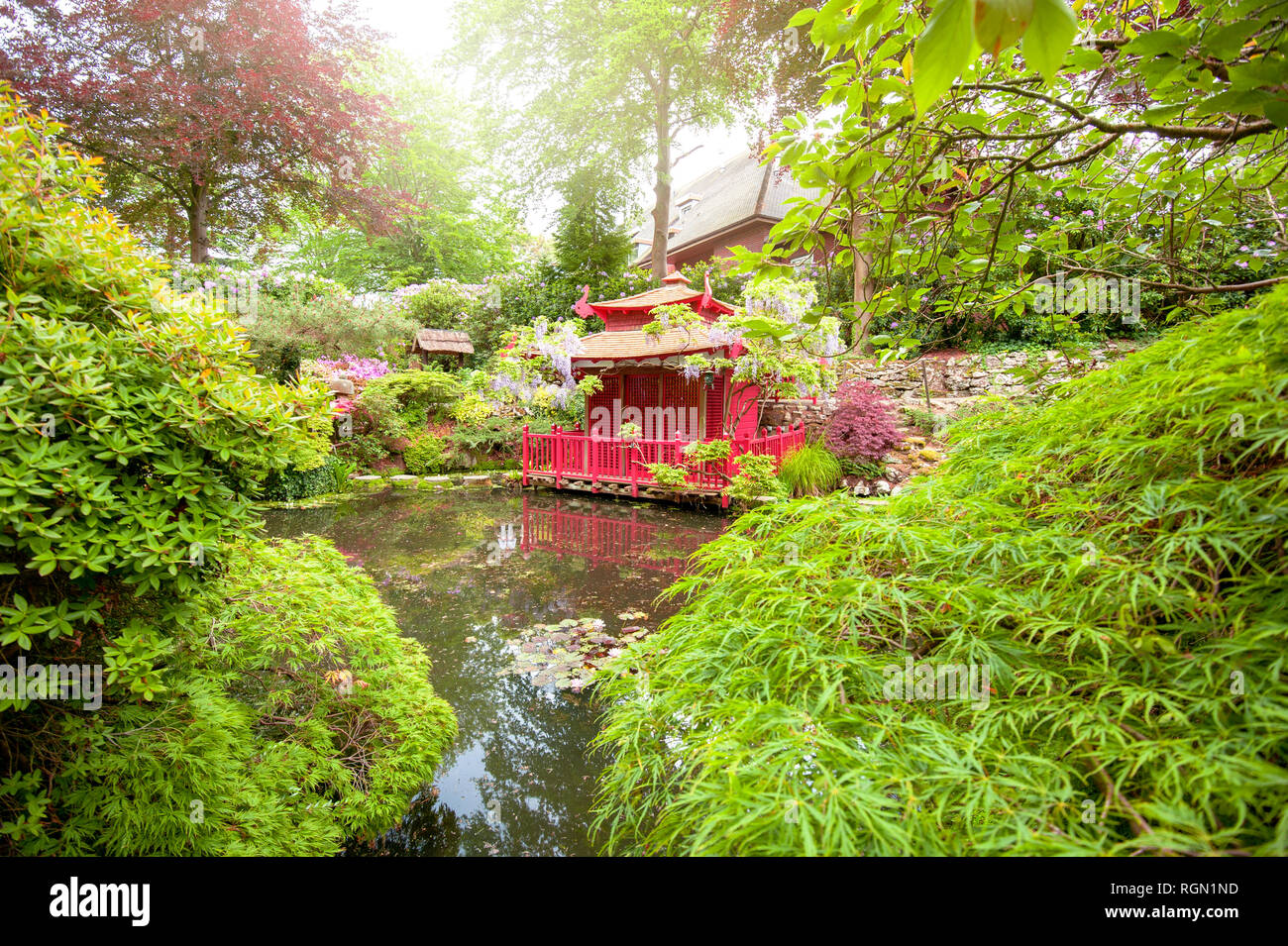 Imagen cercana de un hermoso jardín de estilo japonés tradicional con aguas calmas y Acer palmatum Foto de stock