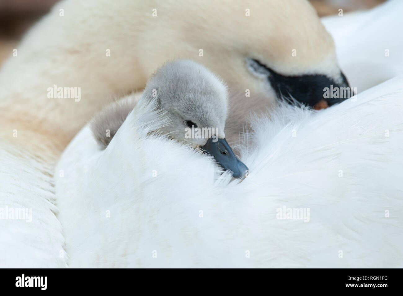 Imagen cercana de un adulto - Cisne Cygnus olor y recién eclosionadas Cygnet sobre su espalda. Foto de stock