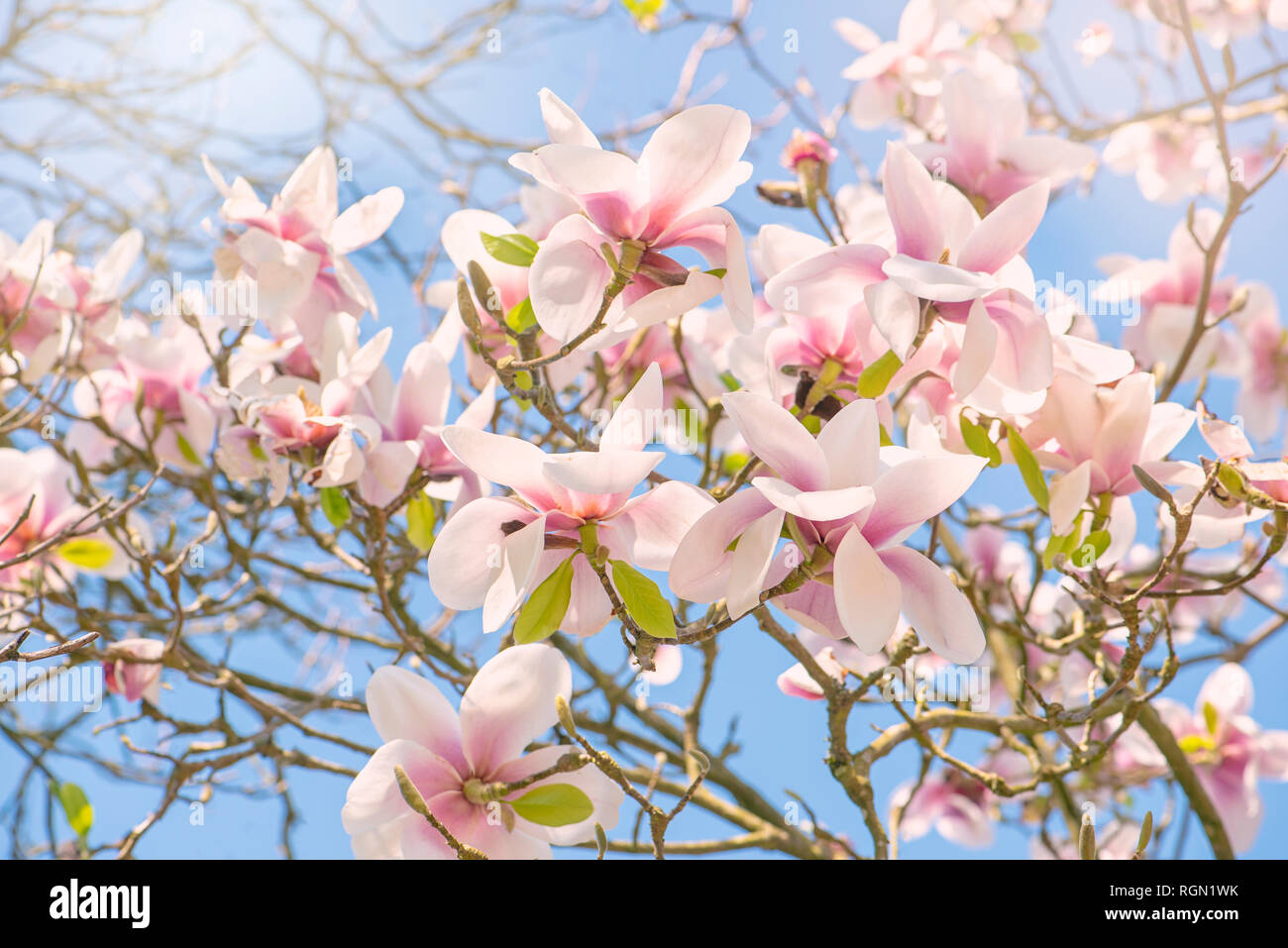 Imagen cercana de bella, rosa, magnolia flores de primavera en el sol brumoso Foto de stock