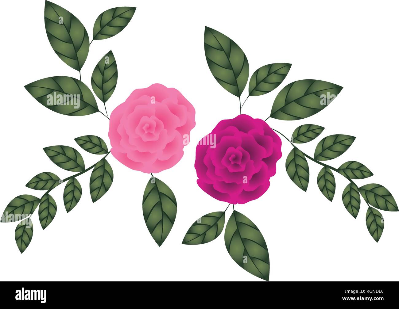 Hermosas Rosas con hojas icono aislado Imagen Vector de stock - Alamy