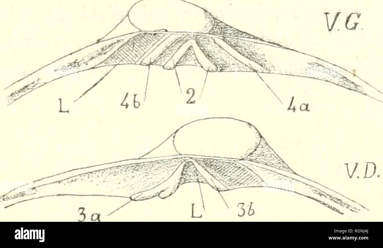 . Bulletin du Musum national d'histoire naturelle. Historia natural.   311 je ne connais aucun Lamellibranche dont onu stade embryonnaire quedan à tipo ce. Famille mactridés? Género C'yaiuîomactra nov. gen. 2. Problematica Cyamiomactra sp. nov. Coquille petite, équivalve, inéquilatérale, <le forme à celle des Mactres analógicos. Ligamento interne mais très oblicuo, presque marginal. Im- pressions musculaires peu marqués; impresión palléale peu distincte, probablement entière.. Fig. a.  Cyamiomactra problematica n. sp. Grossi 20 fois la válvula gauche.  En avant du ligamento : i° une Foto de stock