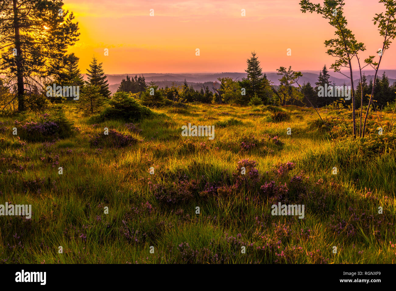 Panorama al amanecer en la Selva Negra, Alemania, reserva natural con plantas y pastos de brezo, el grinde en la cresta de la montaña de Schliffkopf Foto de stock
