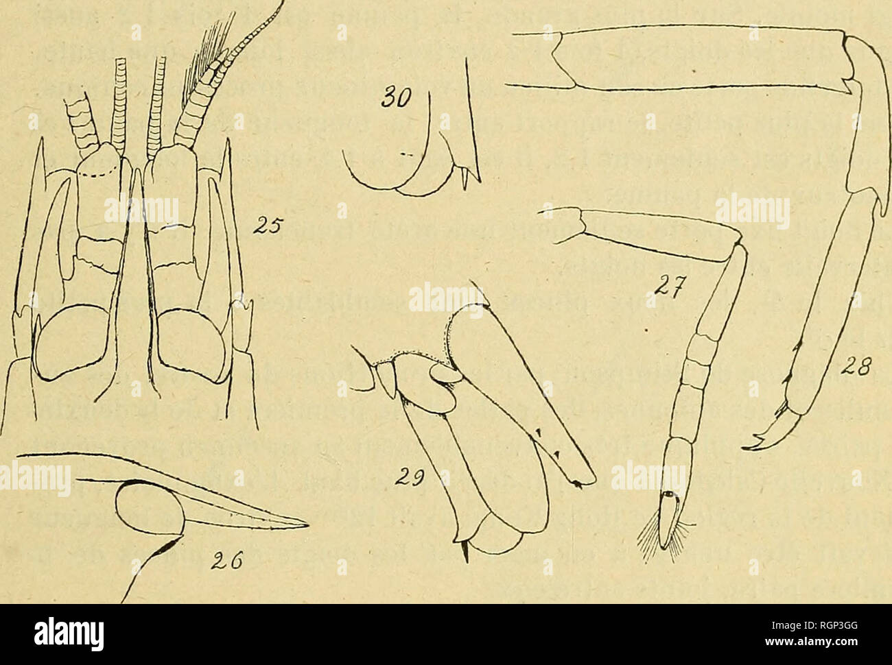 Boletin De La Socia C Ta C Philomathique De Paris Socia C Ta C Philomathique De Paris Ciencia Sull Quelques Alphlild Des Maldivas Et Laquedives 87 Peuveut Aªtre Attribua C S A Hijo A C Tat Tra S Adulte Ce Hollin Des
