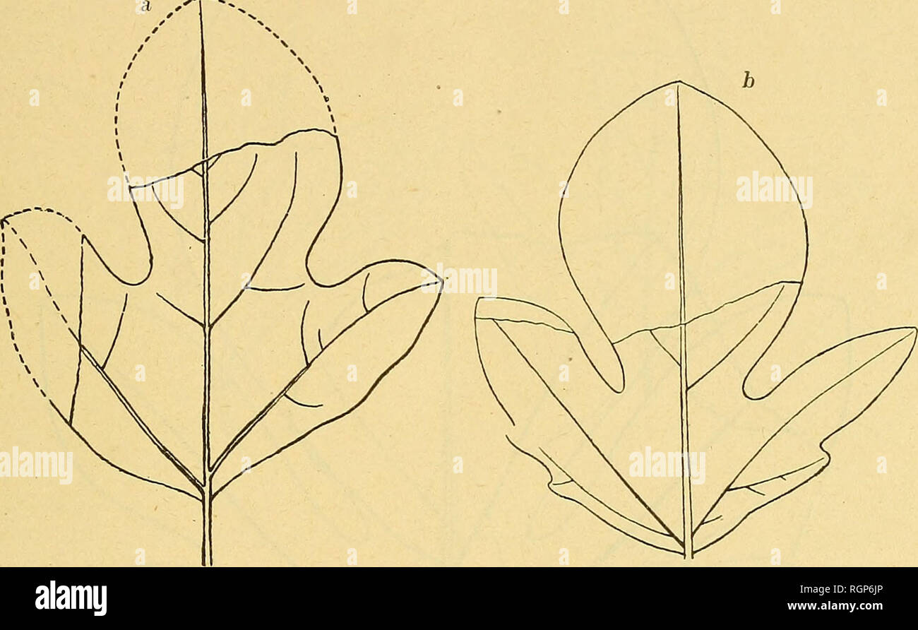 . Boletín de la Société géologique de France. Geología. ARALIAS CRÃTACIQUES DE L AMÃRIQUE DU NORD 9 quer ^ en rencontre, en outre, dans ce même gisement, des feuilles ou bi trilobés (fîg-. 5 i)), à nervation peu distincte, sauf les ner- vures primaires Heer, que rapporte au sasafrás reciirvata de Lesquereux et qu'il fîg-ura dans la Flora fossilis arctica, (t. V, pi. XXXIX, fîg-, 3). O se confondent parfaitement ces feuilles avec celles de VA. Qui les accompagnent Groenlandica typique. La Vu communauté de gisement et l'identité des caractères fournis soit par la nervation, soit par l Foto de stock