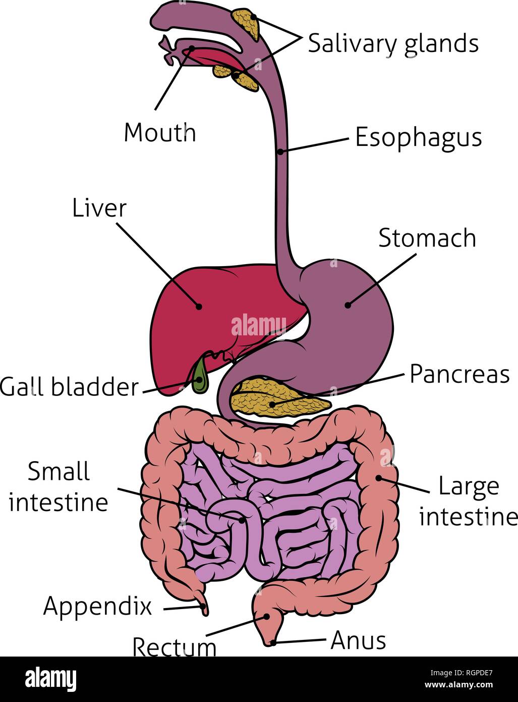 Tracto gastrointestinal humano fotografías e imágenes de alta resolución -  Alamy