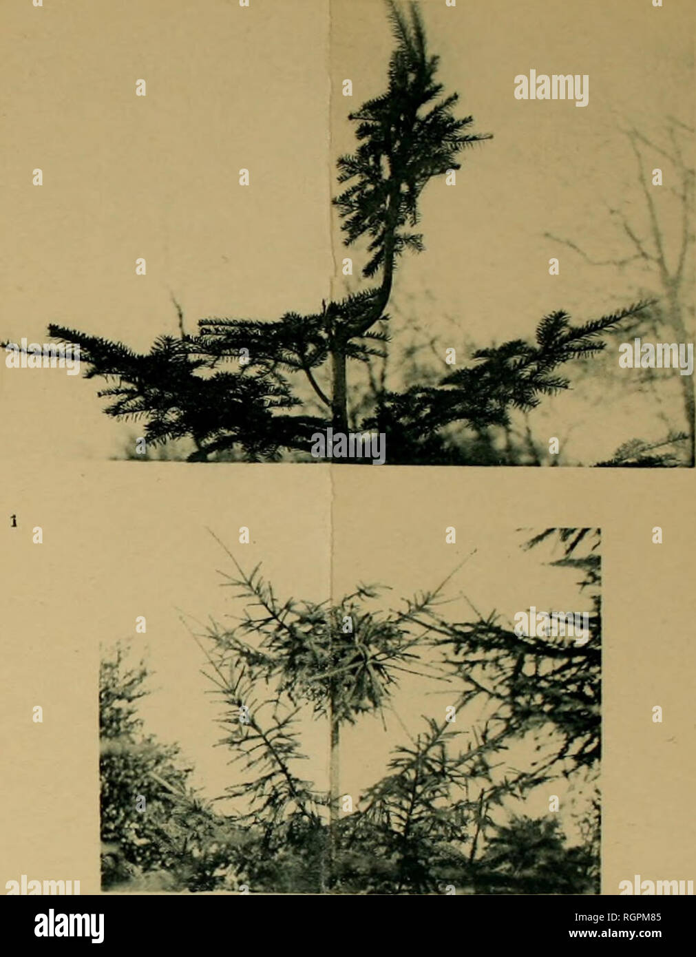 . Boletín de la Société botanique de royale de Belgique. Société royale de Belgique botanique de; la botánica. Société Botanique de Royale de Belgique. T. XLII. L. Errera. IV. Yo explicación CES PLANCHES. Yo Plakcue Photographie 1.  ONU Sapin (Abies peclinala) à sommet brise et par- I ticllcmcnt remplace par rameau (ONU Duinvlict près Domburg, Hollande yo le 9. IV. 1896). Yo Photographie 2. "L'Epicé(Picea excelsa), no le sommet (que ll'en velo pendre vers la droite) avait été brisé le 30 juillet 1894, pliolo- I graphie peu de jours après (Bois de la Cambre, Bruselas, lo 5 VIII - Foto de stock