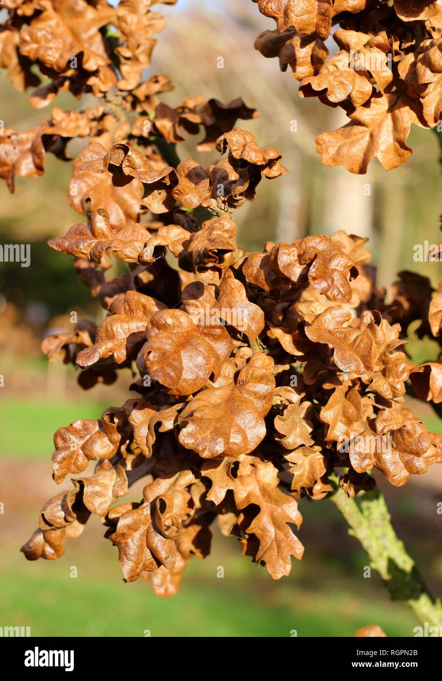 Quercus cerris 'Cabeza' rizado follaje en diciembre, REINO UNIDO Foto de stock