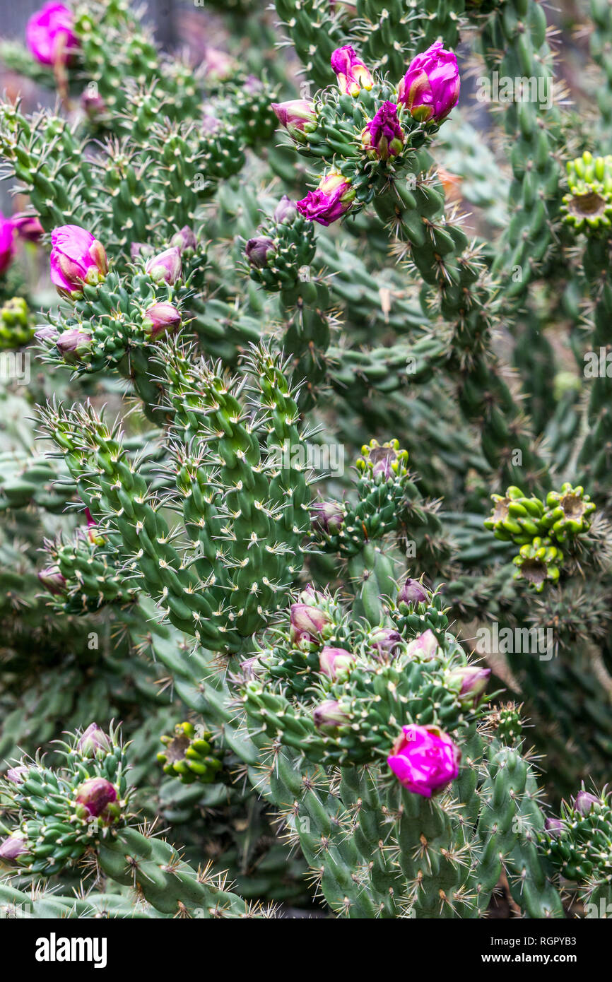 Árbol Cholla Cylindropuntia imbricata en el jardín Foto de stock