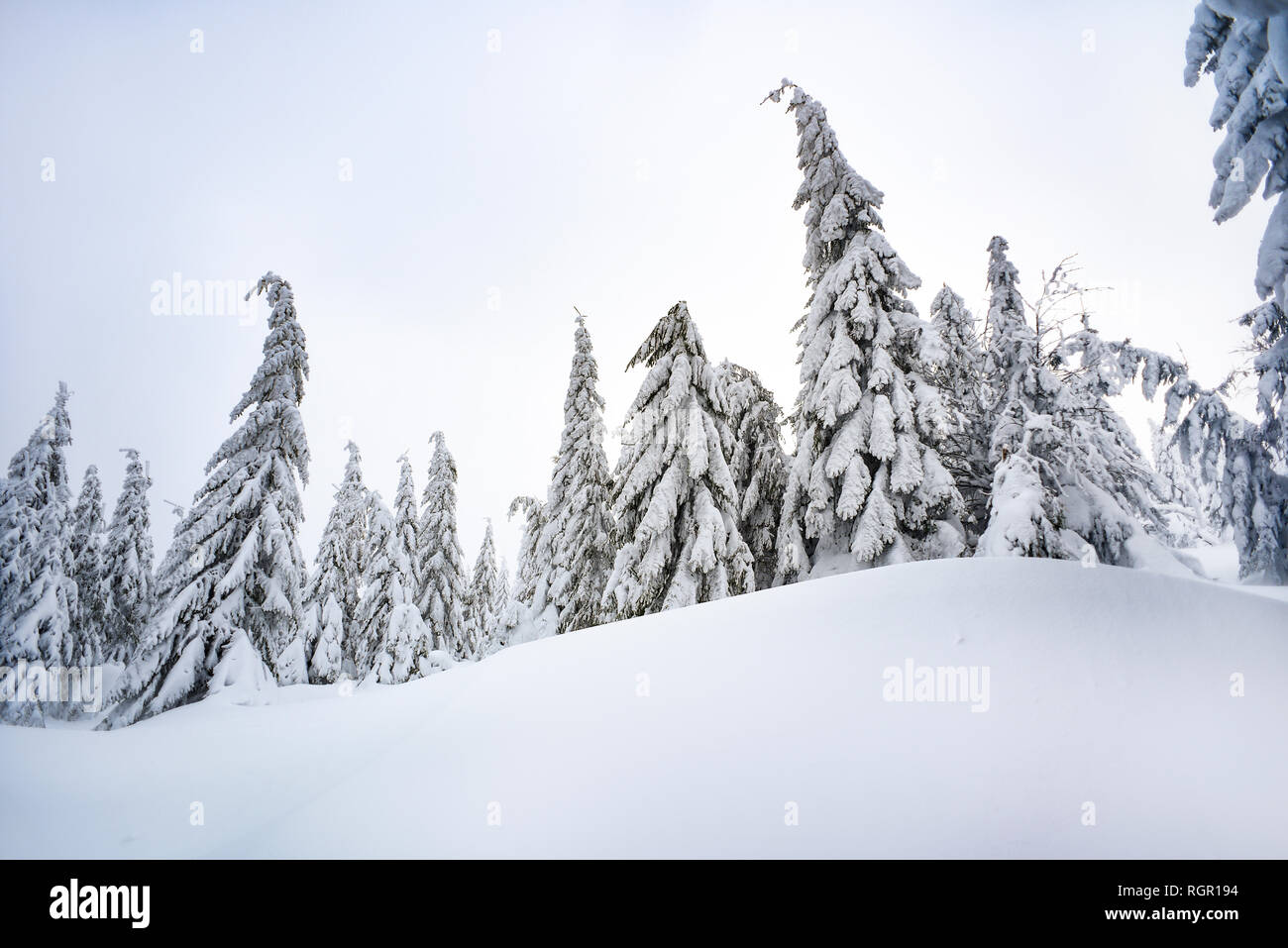 Árboles cubiertos de nieve en las montañas, paisajes de montaña y bosques de invierno. Foto de stock