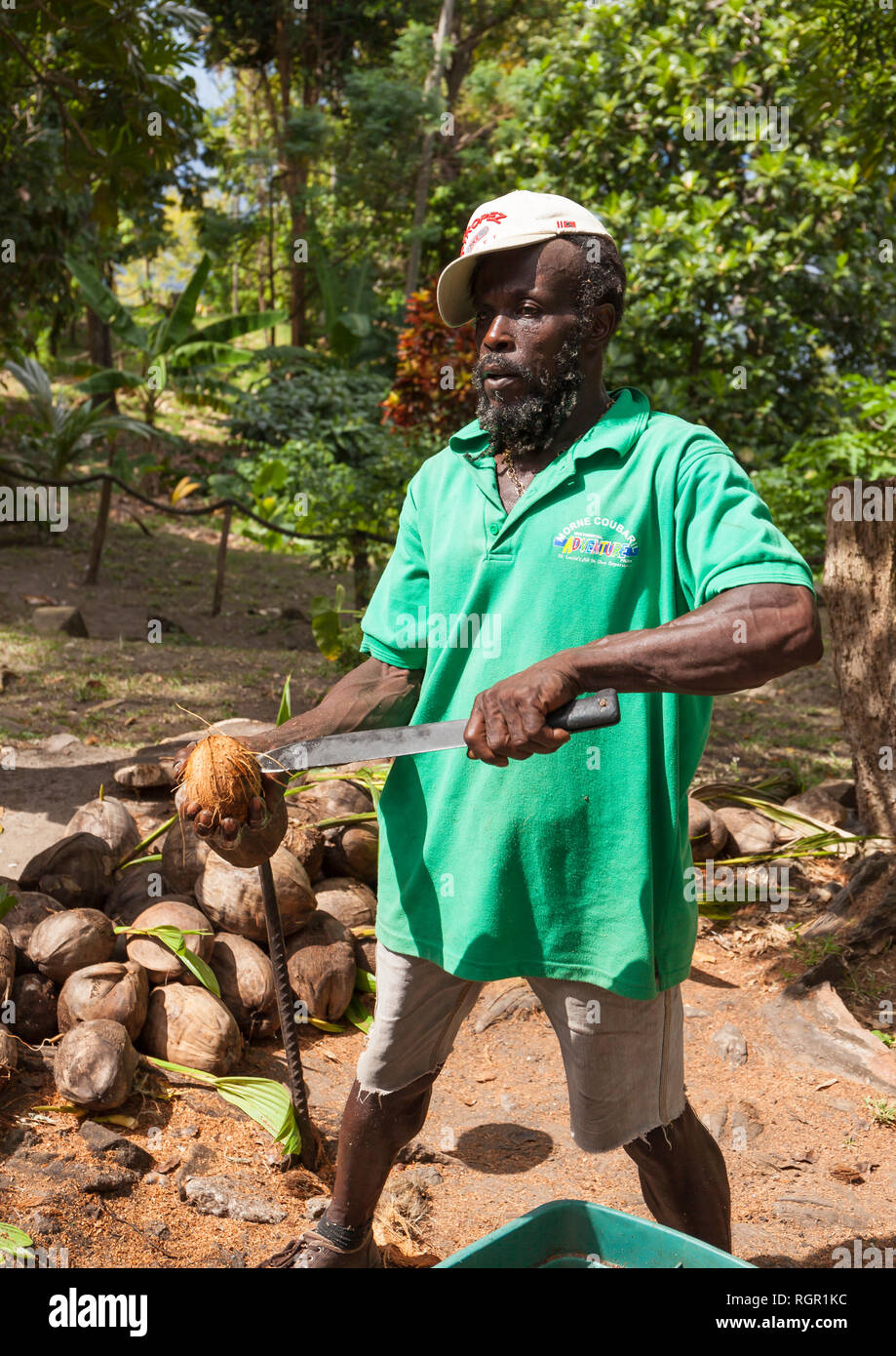 Hombre abrir cocos con un machete. Mourne Coubaril Estate, Santa Lucía. Foto de stock