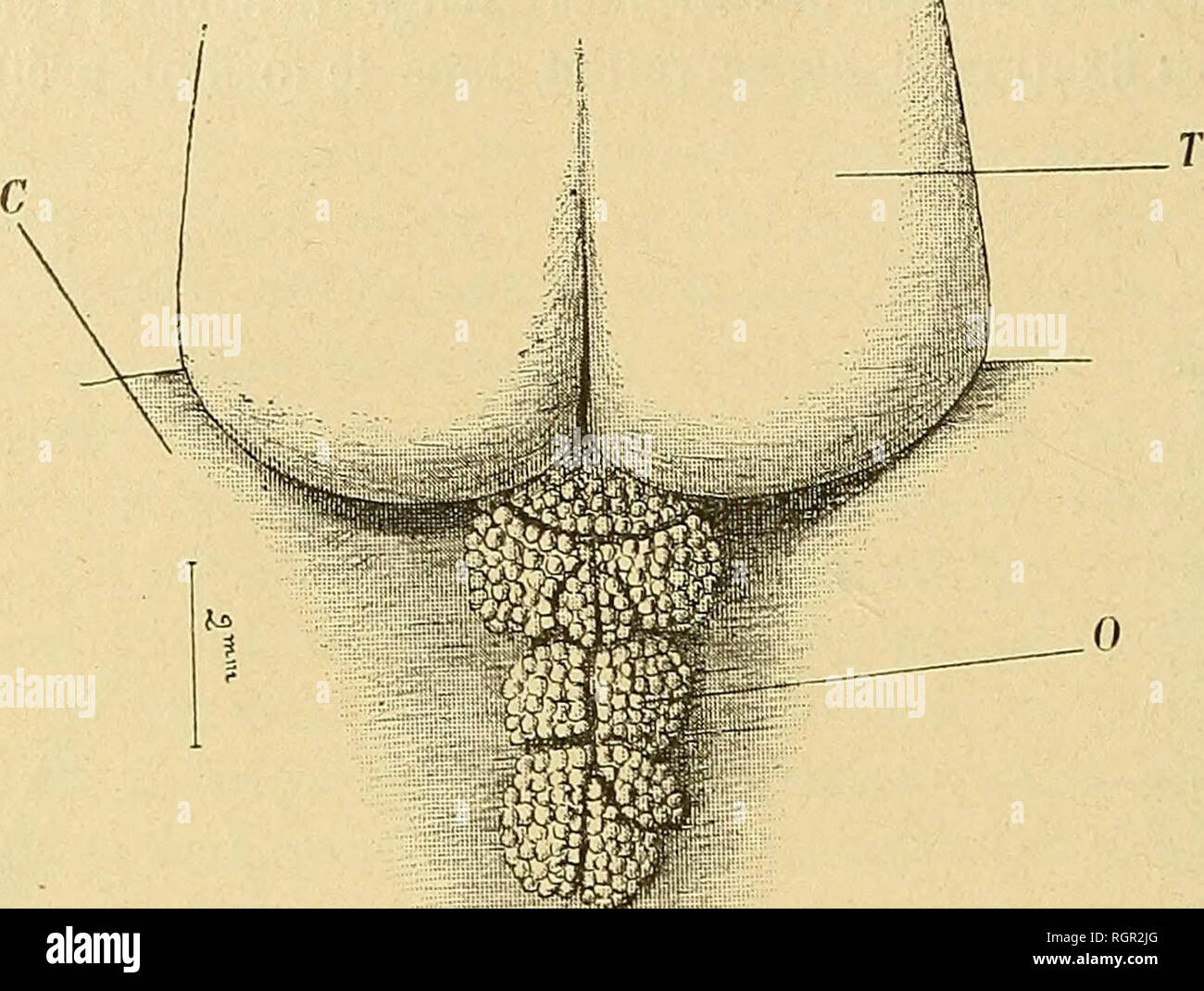 . Boletín de la SociÃ©tÃ© philomathique de Paris. SociÃ©tÃ© philomathique de Paris; ciencia. 72 CH. GRAVIER sur la moitiÃ© postÃ©rieure de la trompe qui reposo sur ONU Pí©dicule trÃ¨s Ã©troit. ImmÃ©diatement au-dessous de ce sillon, sur la cara ventrale^, se voit l'organe spÃ©cial au genre P^^cAoc^era Eschscholtz(^^. 3) qui a,chez. Fig. 3. Â Partie postÃ©rieure de la trompe, avec hijo organe anexo. 1 Trompe. Â C, Collier. "Organe 0, anexo de la trompe (Blumenkohldtinli- ches Órgano de Spengel). l'Exemplaire Díaz©crit ici, ONU peu moins de 5 millim. de longueur et de 3 dans sa más grande largeu Foto de stock