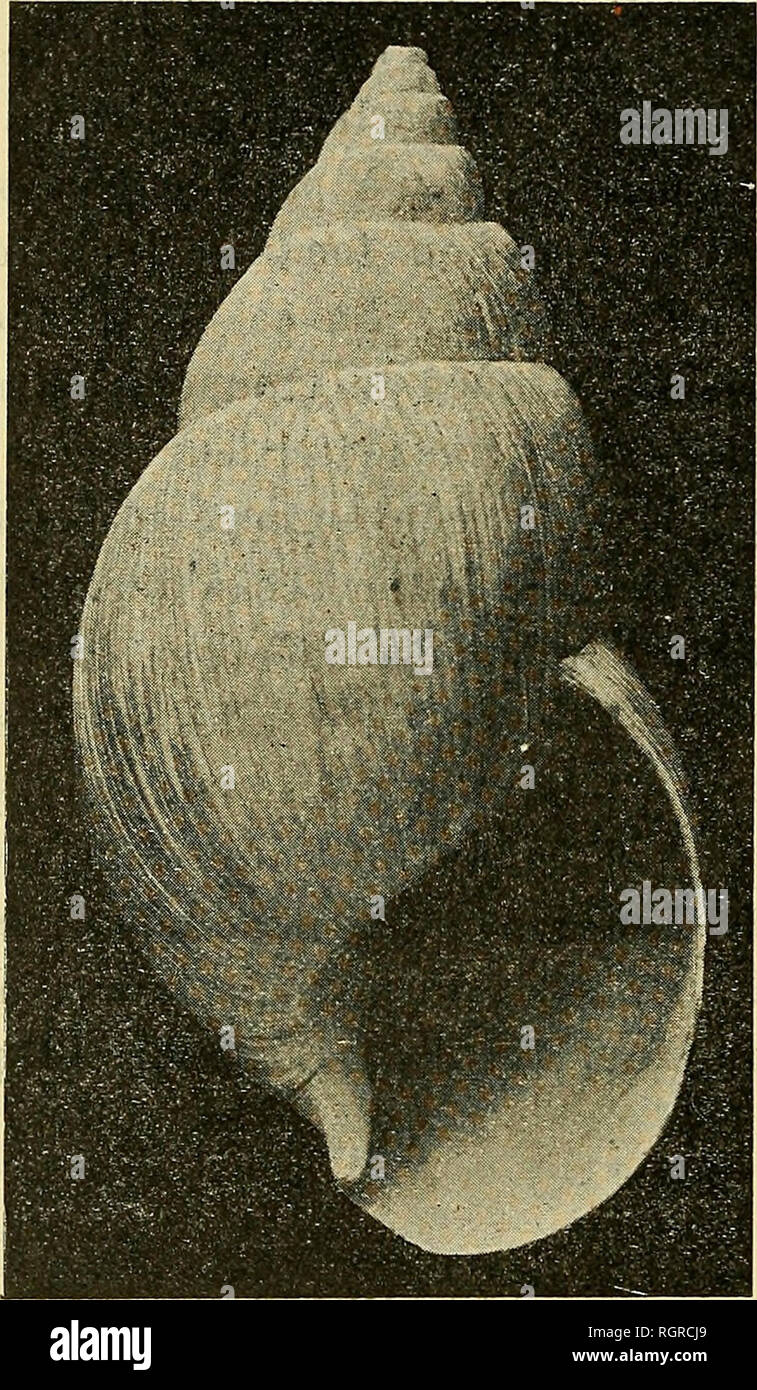 . Boletín de la Société philomathique de Paris. Société philomathique de Paris; ciencia. 296 H. NEUVILLE ET R. ANTHONY Achatina panthera.â Lamarck, Deshayes et Milne Edwards, Hist. Nat des Animaux sans vertèbres, 2" éd. VIII, 1838, pág. 309.  KÃ"sTER 11. Pfeiffer iii Martini imd Chemnitz, Syst. El caracol. La cabina. Vol I (13). 1845-55 Niirnberg, pág. 327. PI. XVIII, fig. 1.â. Fig. 2.  Achatina panthera Fér?, 3/4 Grand, nat. L. A. Reeve, Conchologia iconica, vol. V. Londres, 1849. Mono- gráfico del ^enus ac/iaiina, pi. III, sp. 12.  Bourgujgnat Mol- lusques de TEgypte, de l'Abyssinie, de Z Foto de stock