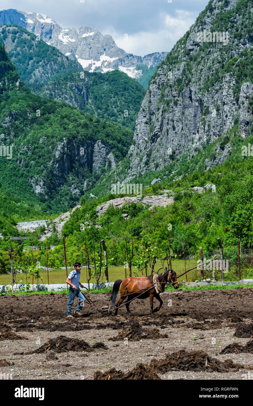 Esparcir estiércol en el campo ganadero con caballo, Thethi village, Thethi valle, Albania Foto de stock
