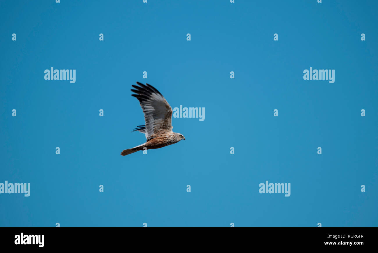 Aguilucho lagunero occidental, lago Duemmer, Diepholz, Baja Sajonia, Alemania, Europa, Circus aeruginosus Foto de stock