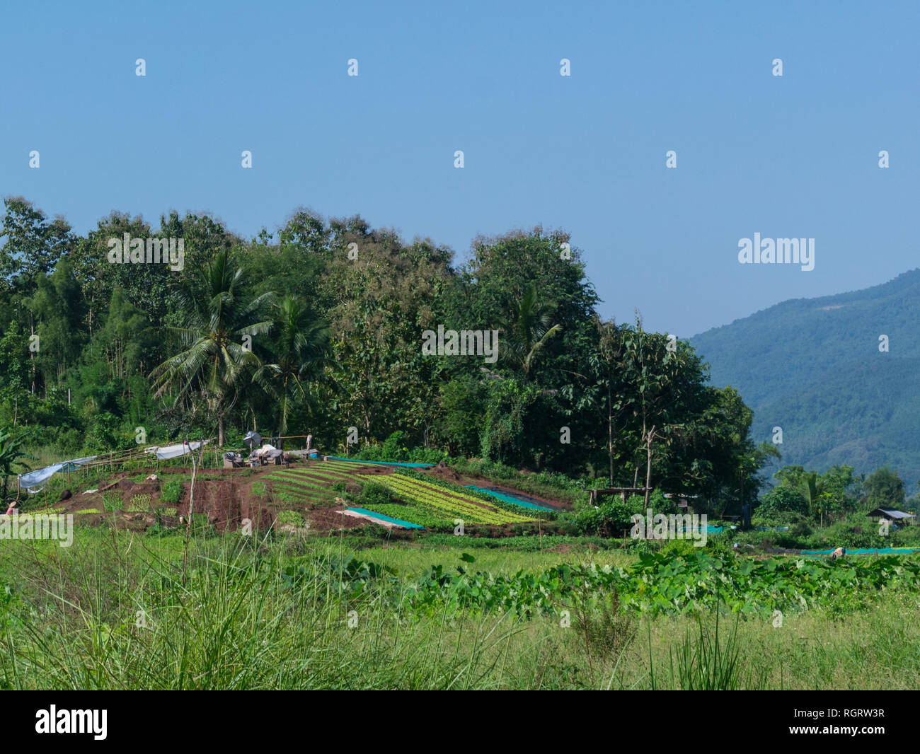 Mirando a través de la finca con un campo de hortalizas cultivadas muy fértil y rico suelo Luang Prabang Laos Asia Foto de stock