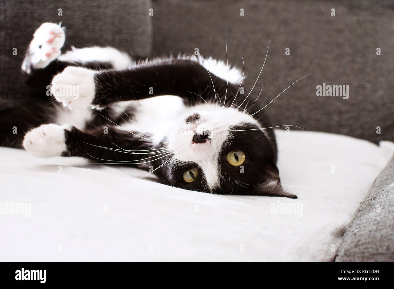 Gracioso Gato Negro jugando en el sofá, mirando a la cámara. Foto de stock