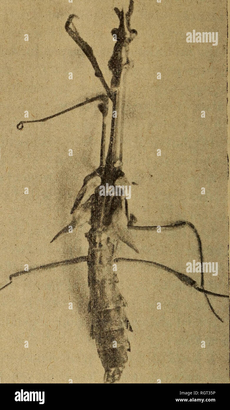 Boletin De La Socia C Ta C Zoologique De France La Zoologia 2a 0 Saance