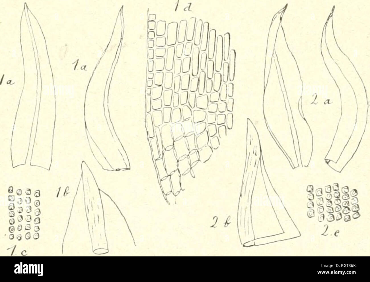 . Boletín de la Socit botanique de Genve. Las plantas; Plantas -- Suiza. 245 Tfolomitrium vaginatum (Hook.) et espèces affines PAR I. THÃKIOT .rai Díaz©crit tiaiis le liiiilelin de rAcadémie de géographie Botanique. Le Mans noveniljre, 1907, pág. 30(j, sous le nom de Holomitrium brevifoliiun une plante de Nouvelle-Calédonie que je considérais alors comme suf- fisamment distincte de H. vaginatum (Hookj. Depuis, je me suis compte rendu que ma plante ne dilTère que très peu du tipo de puta. Mon erreur provient de ce que je n'avais en 4907, dans mon herbier, comme représentant de H. vagiuat Foto de stock