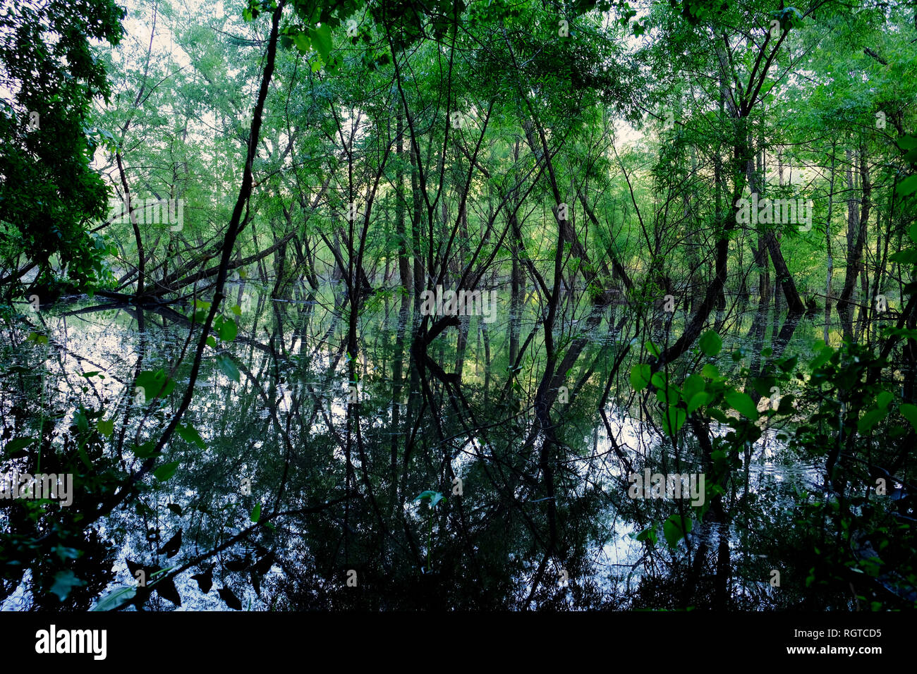 Hermosa zona de amortiguamiento donde los arroyos alimentan el lago con árboles en el agua a Shelley Lake Park en Raleigh, Carolina del Norte. Foto de stock