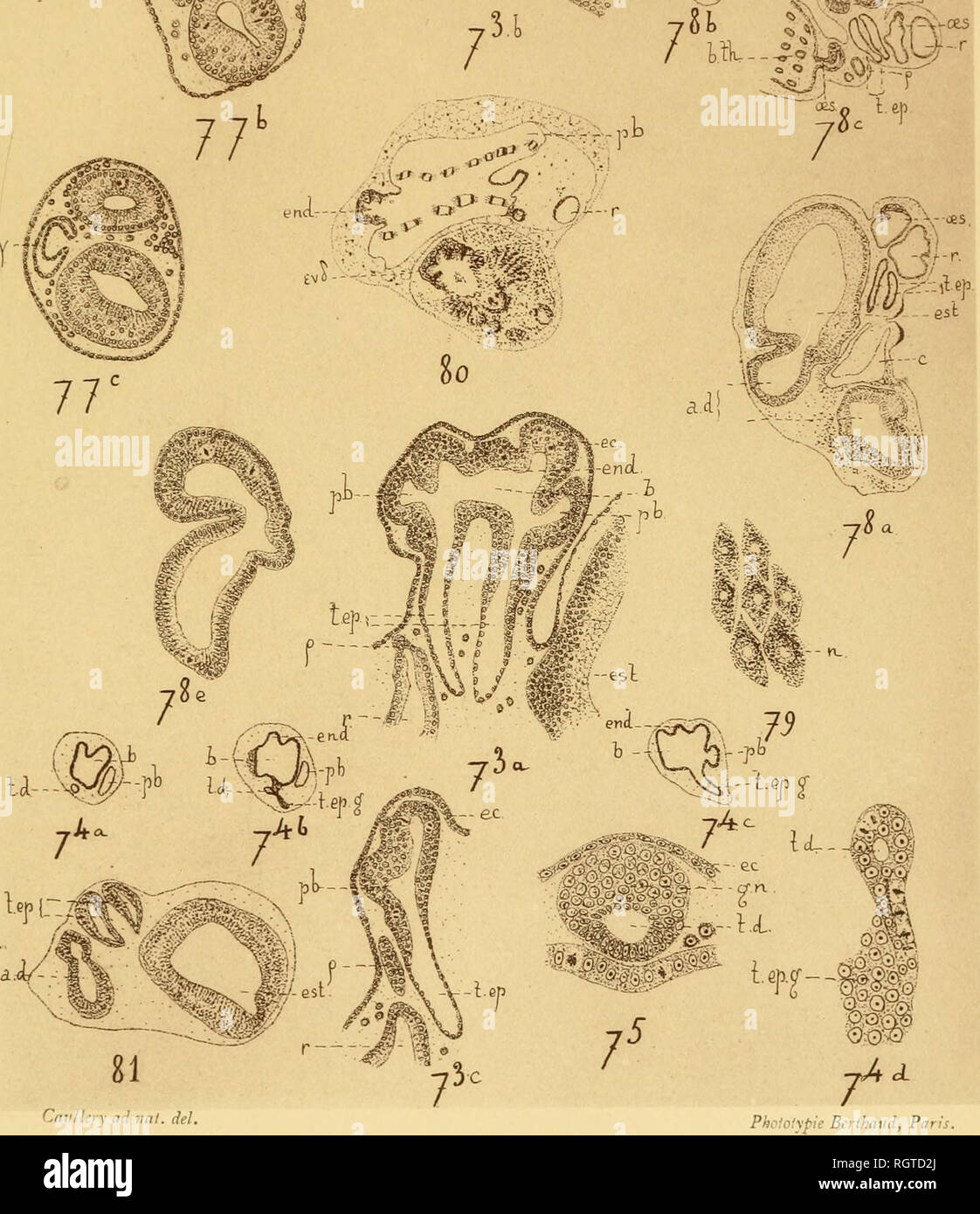 Boletin Biologique De La France Et De La Belgique Biologia Historia Natural Bri L Iiii Iijiir Sciciili Jouir Xxl Ii Planche 11 Y 1 P S Y F E 76 H Il Ai Cil L