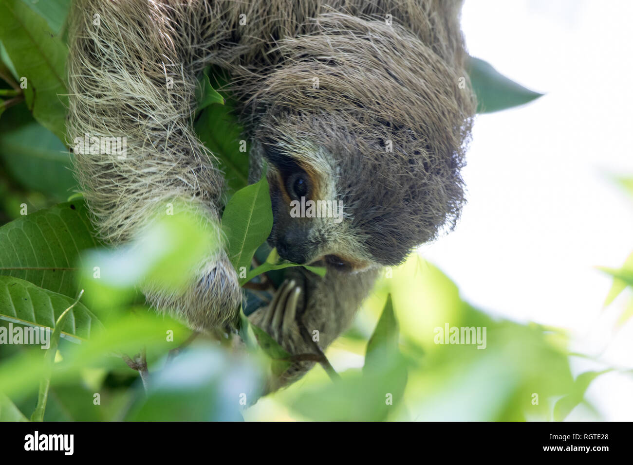Three-Toed Sloth (Bradypus variegatus) Foto de stock