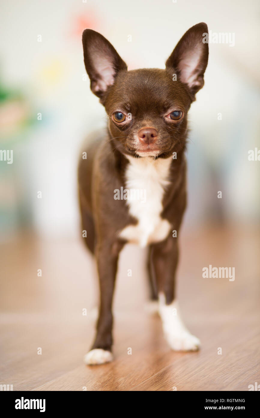 Un perro de raza chihuahua marrón está en el suelo, cerca de la vertical Foto de stock