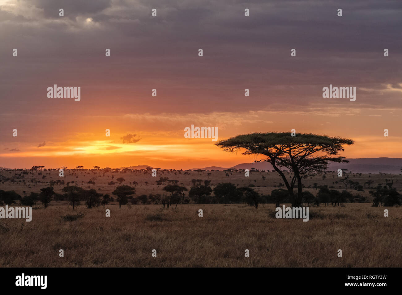 El Serengeti es una de las reservas naturales más populares en el mundo y es también un Sitio de Patrimonio Mundial de la UNESCO. Es el hogar de una gran variedad de animales. Foto de stock