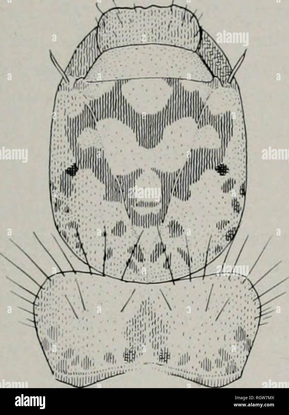 Boletín. Historia natural; historia natural. Agosto, 1944 Ross: Tricópteros  de Illinois 243 y no muy rígidas en la construcción; unas cuantas piedras  más grandes son frecuentemente conectados a los lados. Adultos