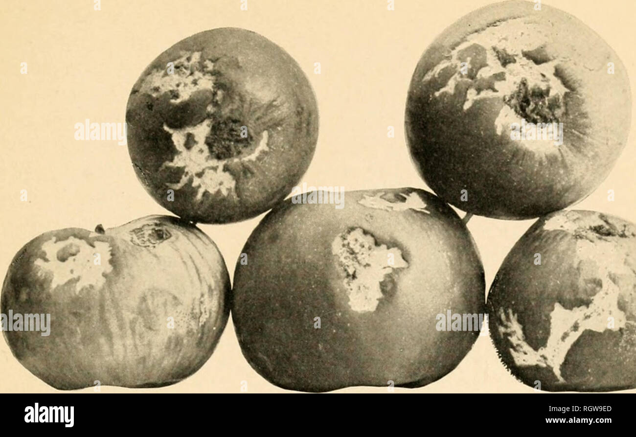 . Boletín. Los insectos, plagas de insectos; Entomología; Insectos; Las