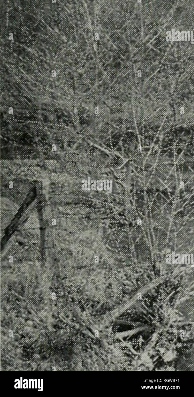 Boletín Historia Natural Historia Natural Caída Y Wintpr