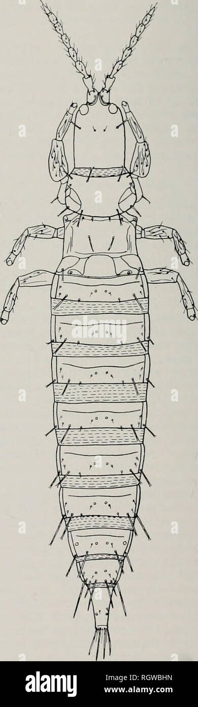 Boletin Historia Natural Historia Natural 3 I Naturai De Illinois Histori Si Rvi V Ri Lletin Vol 29 An 4 Pelta Con Mediana Porcion Angosta Desde Florida Pinicola 13 Fore Alas Sin Accesorio Cilios Tibiae