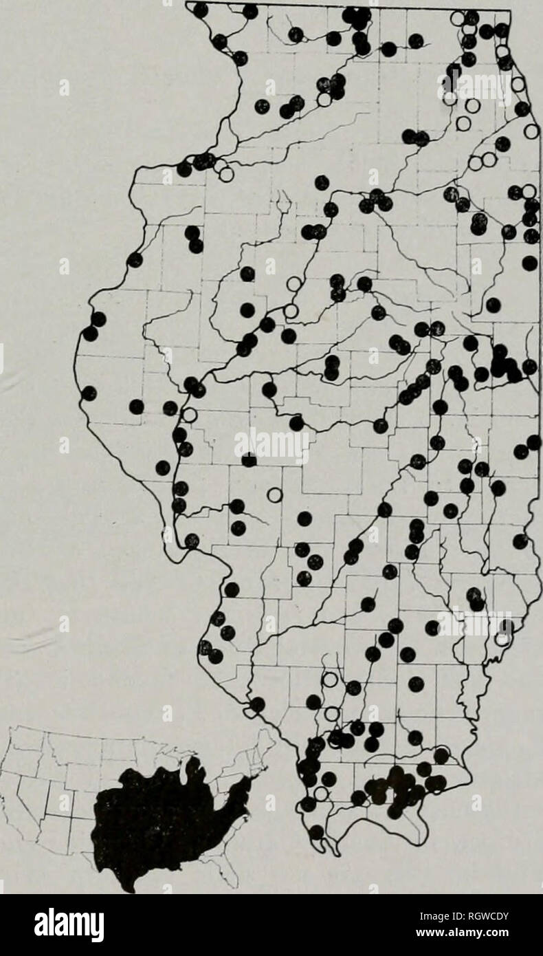 . Boletín. Historia natural; historia natural. Noviembre, 1961 Smith: Anfibios y Reptiles de Illinois 79 Tabla 19.-La variación geográfica de norte a sur en longitud de la tibia a la longitud del cuerpo ratios de Illinois Acris crepitans blanchardi. Las cifras entre paréntesis son los números de especímenes. Extrema característicos del norte de Illinois (34) norte-central de Illinois (19) del Sur de Illinois Central (29) el extremo sur de Illinois (44) Rango de Gama Media Gama Media Gama media longitud de la tibia media per- como porcentaje de la longitud del cuerpo 55.3-70.0 de 55.6-69.6 59,6 60,9 55,0-^9,9 61,2 61,4 longitud 55.9-67.8 de 1 a 3 mm. Datos para 15 Foto de stock