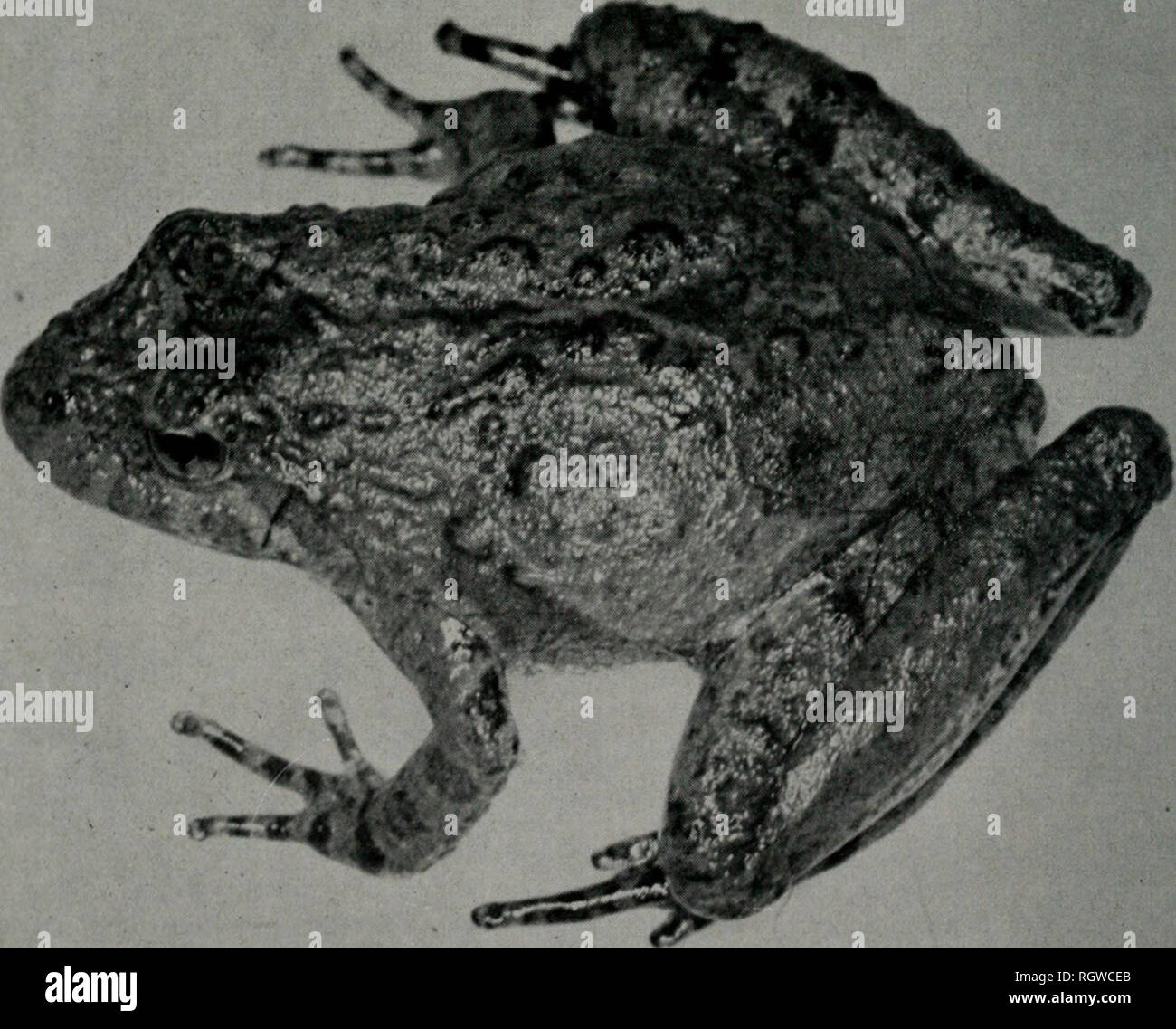 . Boletín. Historia natural; historia natural. Ii 78.i.iNois Natural History Survey Bulletin Vol. 28, Art. tial acuerdo c on los de la recientemente de mencionar hlanchardi (Harper, 1947). Por consi- guiente, la Illinois ranas están provisionalmente como- firmaron a blanchardi, aunque esta subespecie es dudoso distinto de A. crepi- tans crepitans. Acris crepitans blanchardi Harper Blanchard's Cricket Frog Acris gryllus blanchardi Harper 1947:39 (localidad tipo: prado cerca Sraallen Cueva de Ozark, Christian County, Missouri). Acris gryllus gryllus nee Le Conte, Yarrow I882a:169. Acris gryllus, S. Foto de stock
