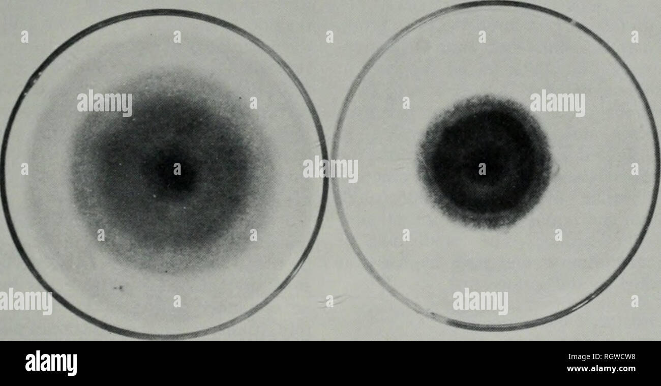 Boletín. Historia natural; historia natural. Fig. 6. - El efecto de ligfit  agor. La colonia de la izquierda e) se mantiene en la oscuridad para  algunos en el desarrollo de la