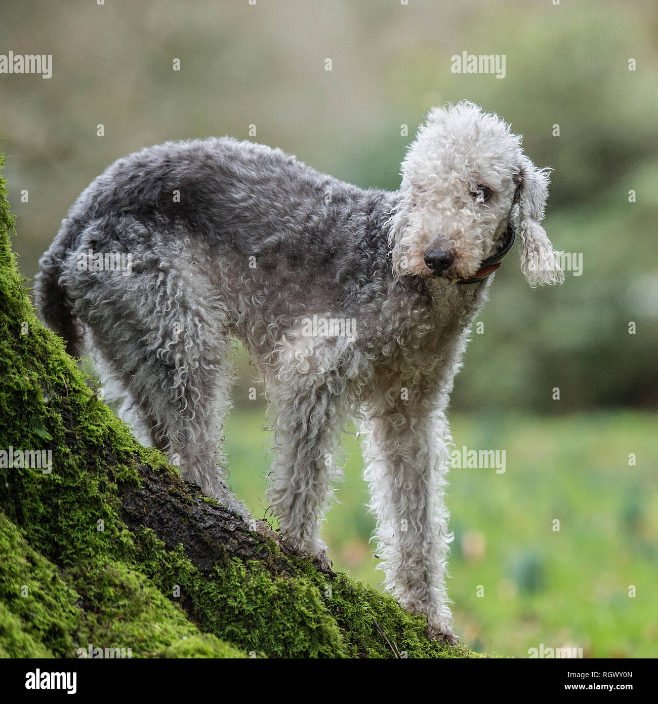 Perro cordero fotografías e imágenes de alta resolución - Alamy