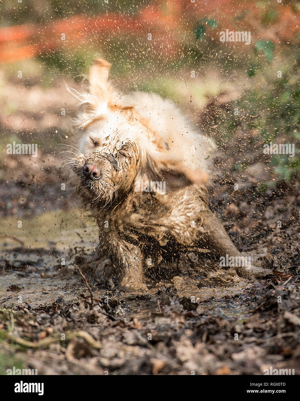 perro de barro Fotografía de stock - Alamy