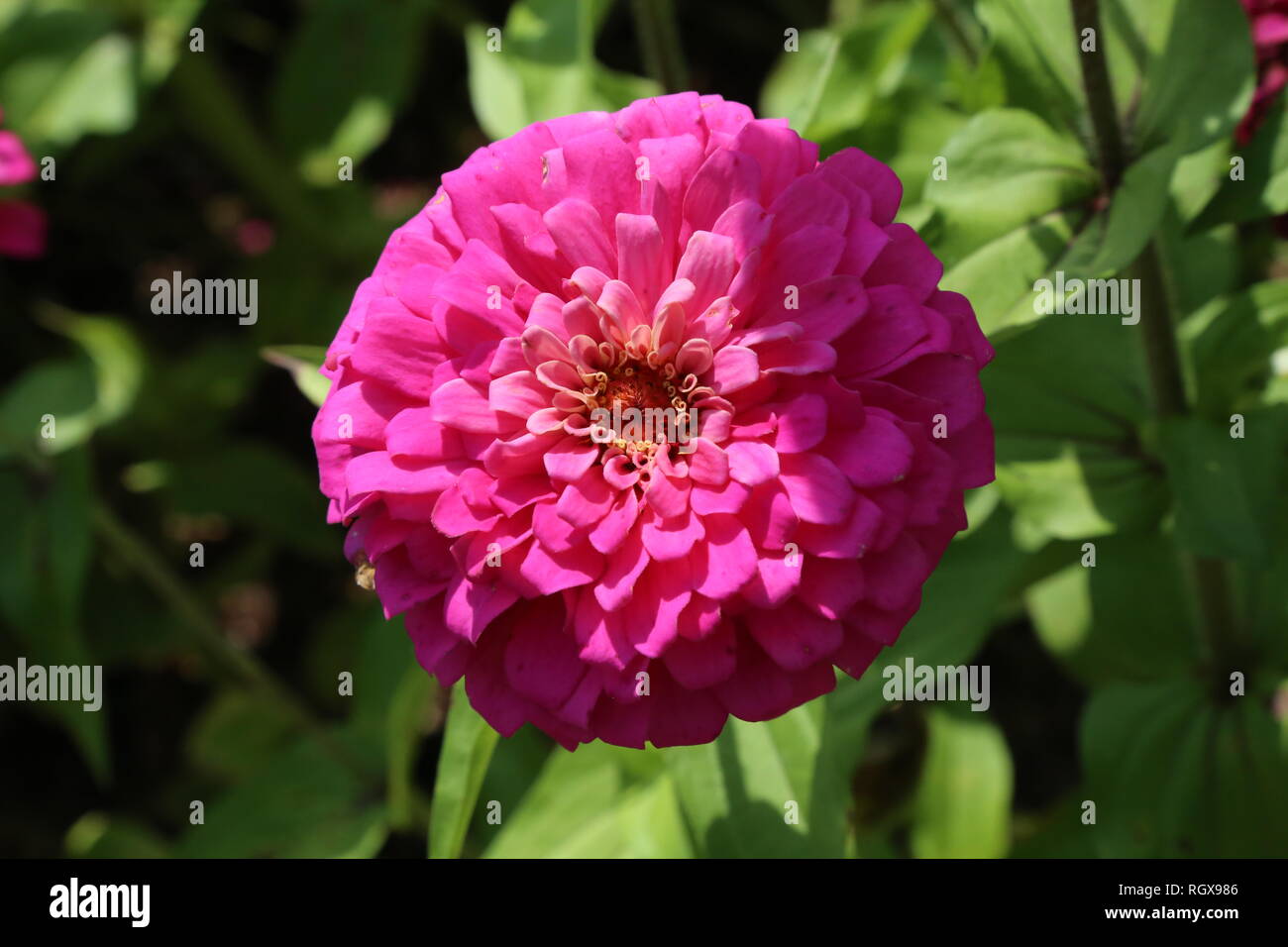 Flor en Carolina del Norte, a medio cerrar, flor rosa, la mitad de la  sombra Fotografía de stock - Alamy