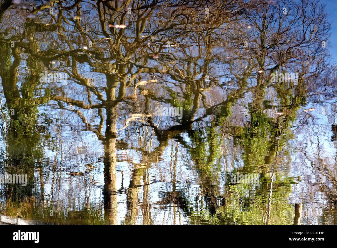 Reflejo de deshojado de árboles en una superficie de río, Surrey, Reino Unido Foto de stock