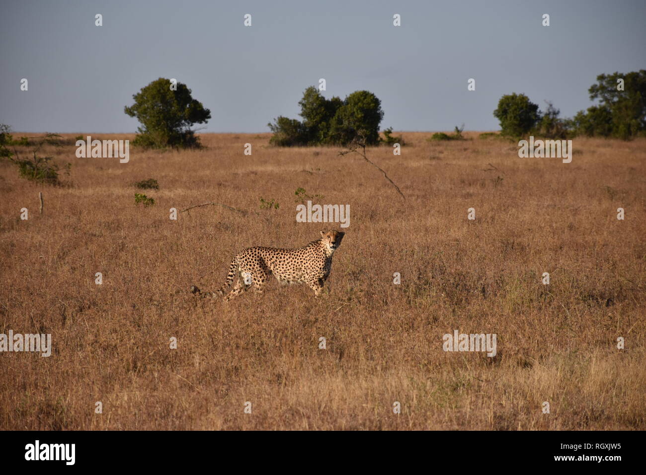 En el acecho de guepardo macho Foto de stock
