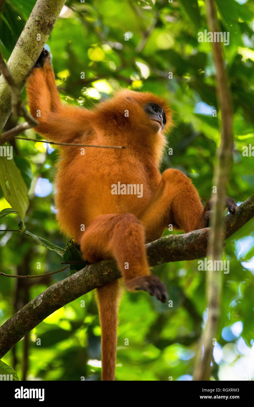 Un mono de hoja roja sentado en una rama en un árbol, en el bosque pluvial del Valle de Danum, Sabah, Borneo, Malasia. Foto de stock