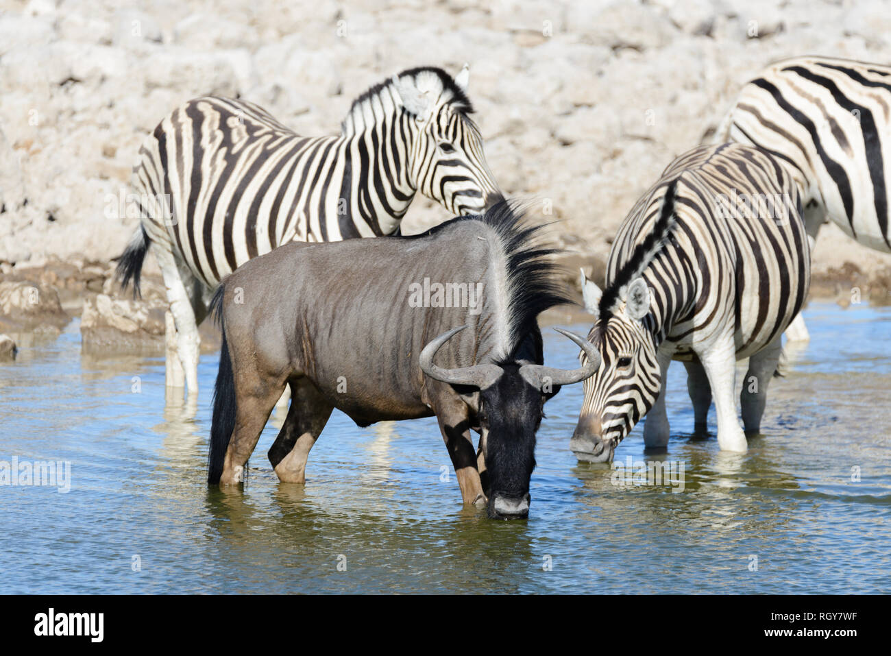 Animales salvajes africanos -gnu, kudu, orix, springbok, cebras agua potable en waterhole Foto de stock