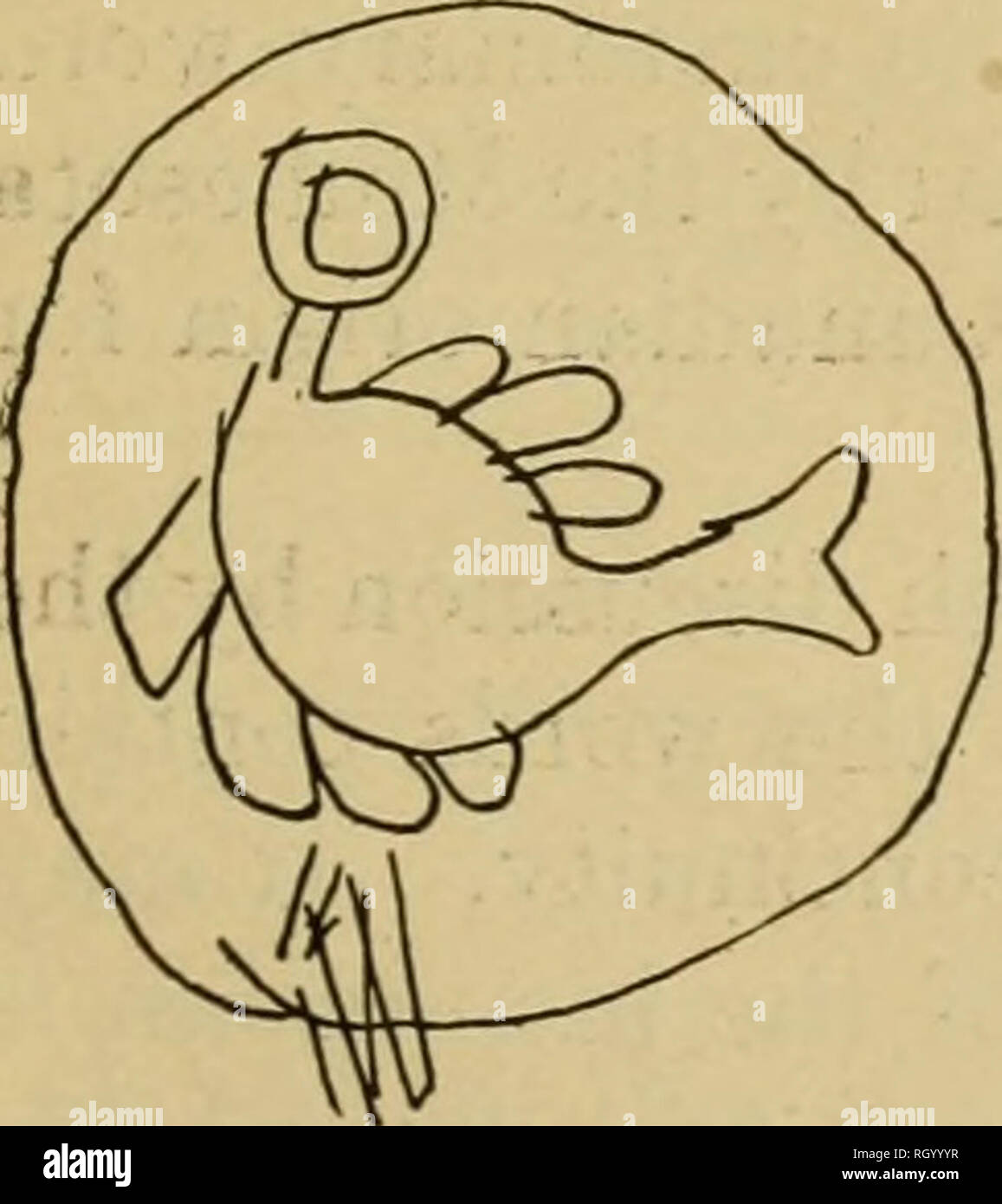 . Boletín. Etnología. Wadjiwing^ desde debajo de la colina EnManwewidaman^ mi voz resuena sucesivamente canción foto no. 39. El baile comienza con esta canción y continúa durino- en este dibujo el resto de la serie. " T "^"^^^''^ " Nº 40 (catálogo No. 31) m^ ^ ^^. La imagen de la canción no. 40. En este dibujo el círculo representa la tierra; observe el interrumpir- ción del círculo en la parte inferior palabras Anawi'na -yo me causará ap- Nimo'kiwina' j pear Tibickoka^mig que está debajo de la tierra Ebigwen^^ "1,,, , ^^ . Anawi'na ^ li" h '^^^kinina " Nimo' J Foto de stock