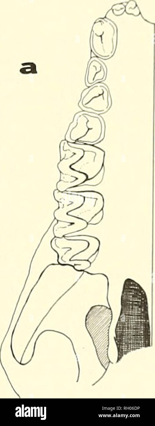 . Boletín. La ciencia; Historia natural; historia natural. Boletín así. (ALU. Academia de Ciencias 70(2):81-84, W7I'CIHSOl FUNNI NEWSUIiSIM--I -hari-DBA1 (NATALUSSTRAMINl [ FROM WESTHRN VI Nl /I II,I A Omar J. Linares' Resumen: una nueva subespecie del embudo orejudo bal Natalus stramineut es descrita de una cueva en el río Guasare, Estado Zulia, Venezuela, en el I asisof estructura palatina, el 3 subespecies reconocidas de N. principales están asignados en V stramineus. La situación de la especie de N. tumidiroslris y su posible sinonimia con N. stramineus también se discute. Registros adicionales de N. T. contint nli fr Foto de stock