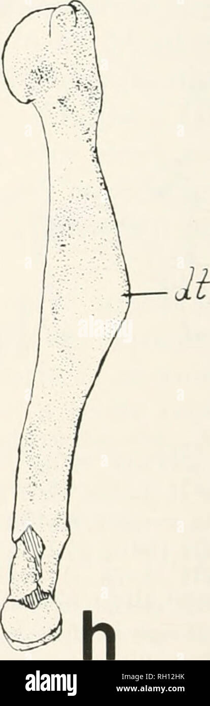 Apófisis Coronoides Cúbito