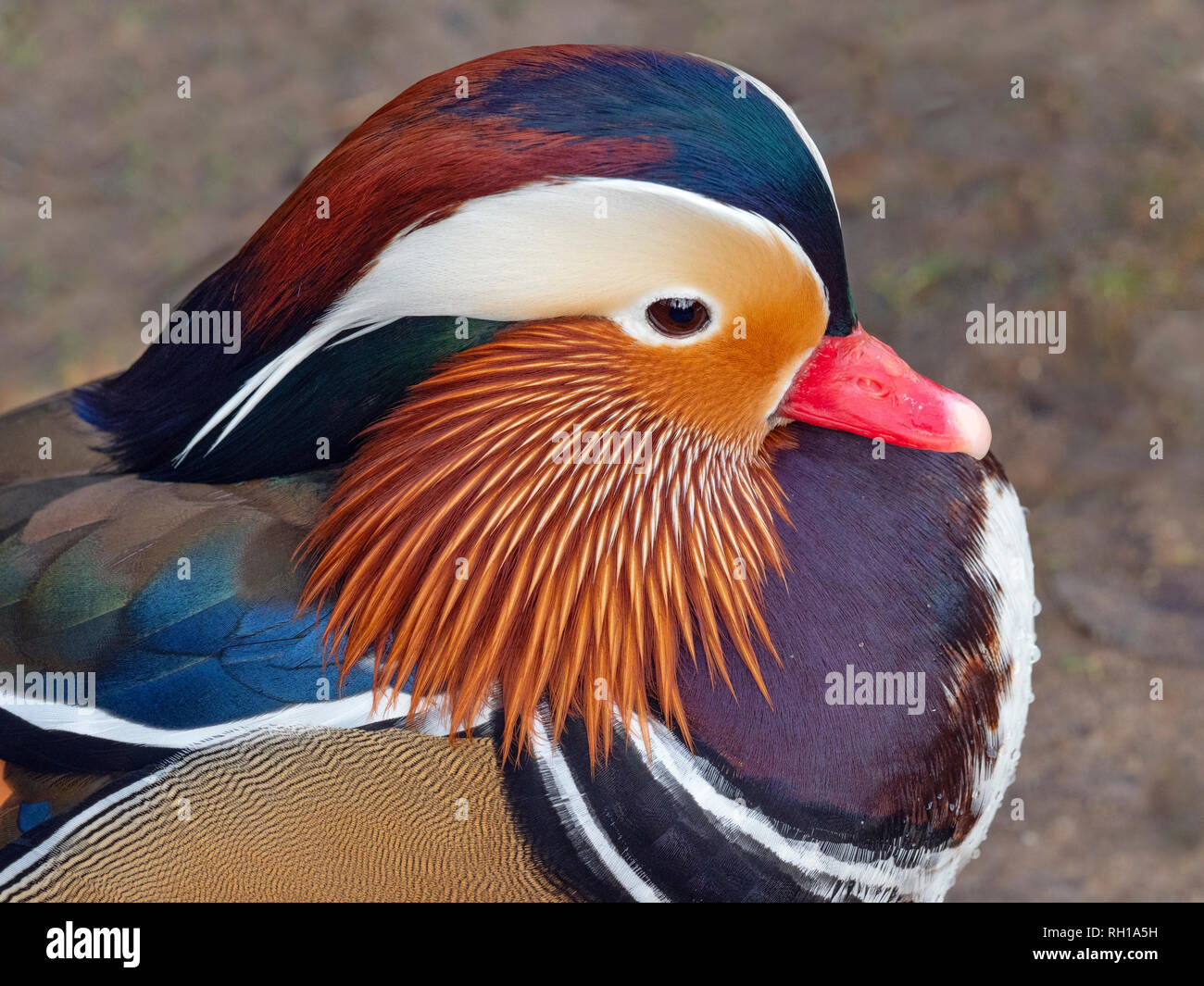 Retrato de un Pato Mandarin Axei sponsa Foto de stock