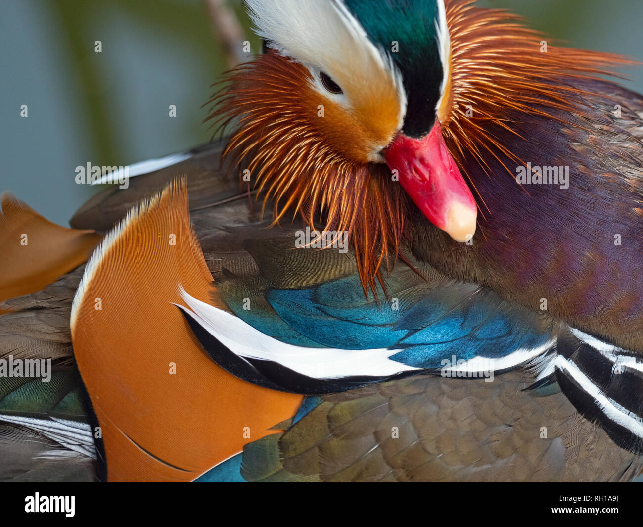 Retrato de un Pato Mandarin Axei sponsa Foto de stock