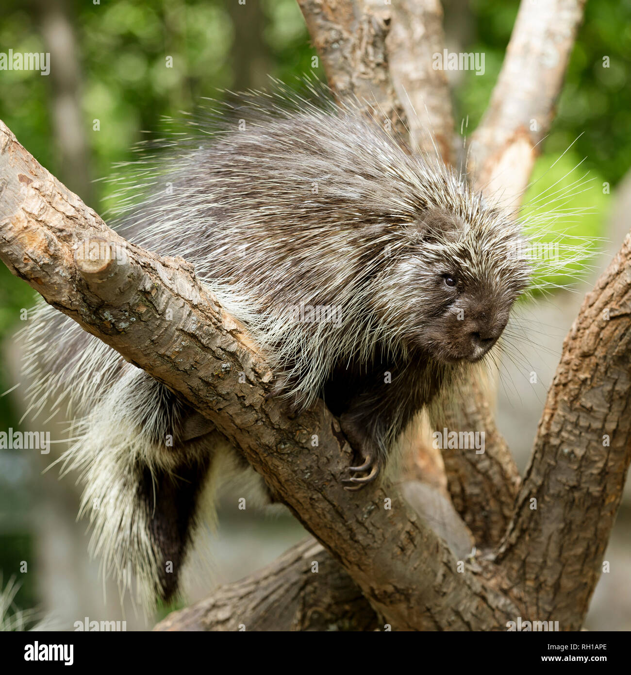 El puercoespín Norteamericano (Erethizon Dorsatum) subir a un árbol, también conocido como el canadiense o el puercoespín el puercoespín común Foto de stock